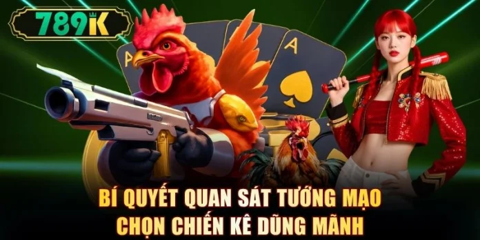 Đá Gà Thomo 789k - Lịch Đấu, Cách Cược Và 4 Mẹo Chọn Gà - slotvoyager